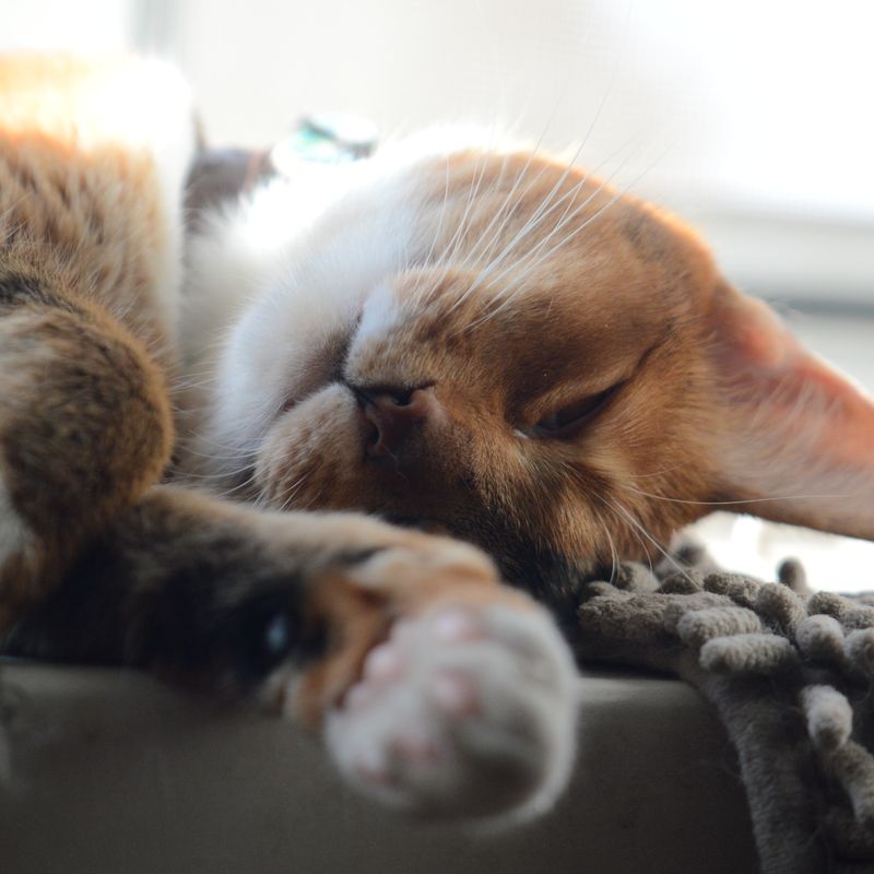 Кото-фото