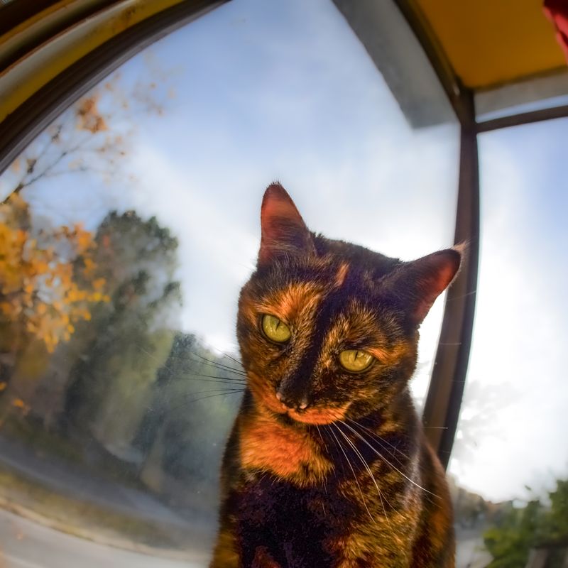 Кото-фото