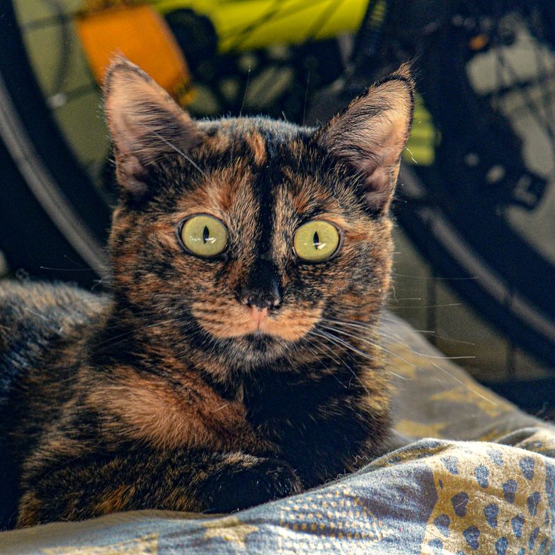 Кото-фото