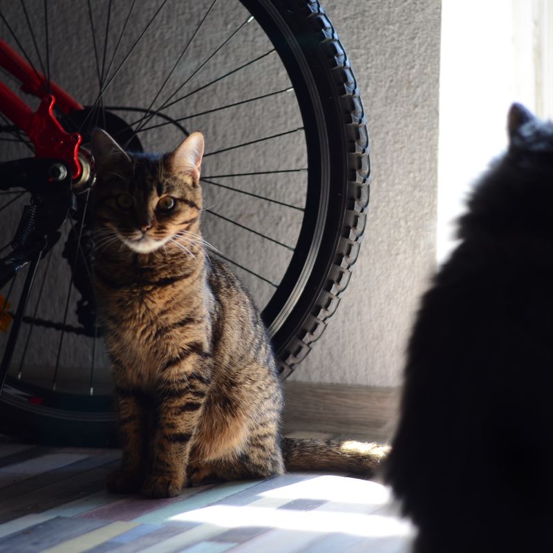 Кото-фото