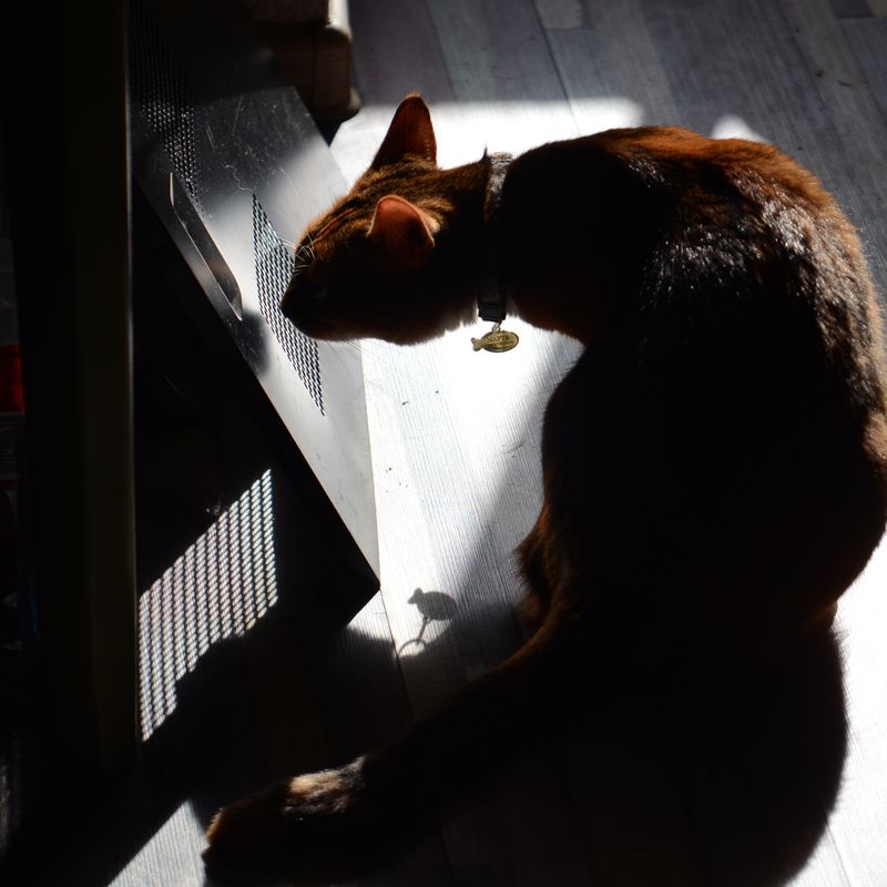 Кото-фото
