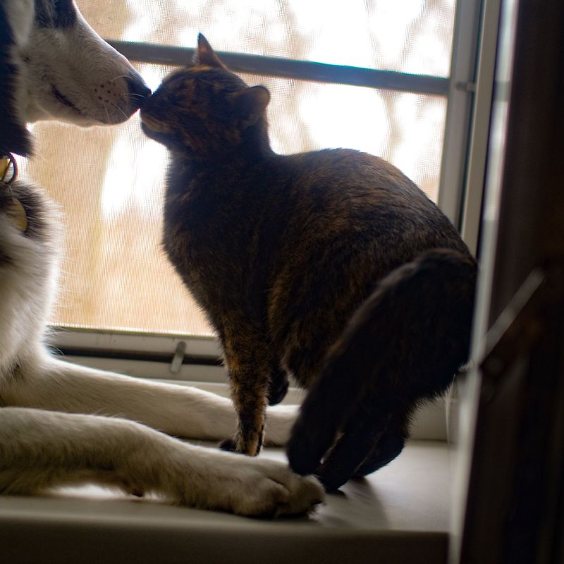 Кото-фото