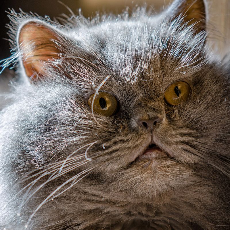 Кото-фото