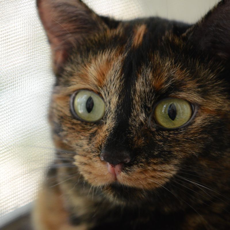 Кото-фото