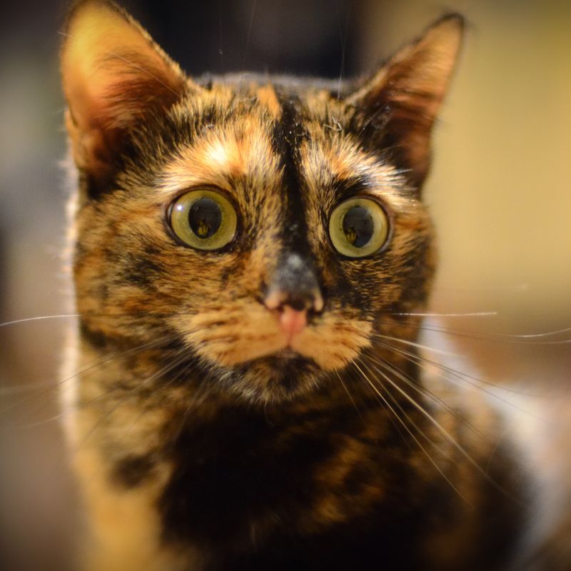 Кото-фото