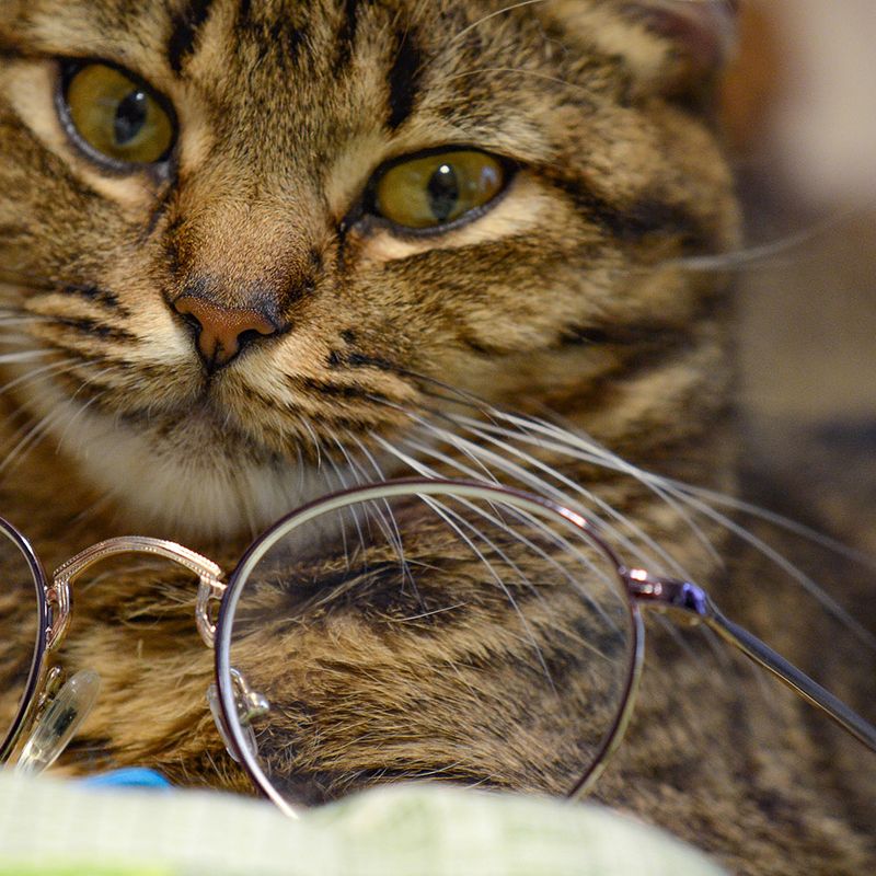 Кото-фото