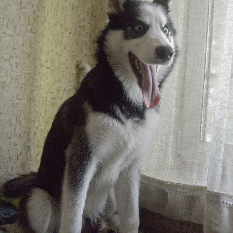 Песо-фото