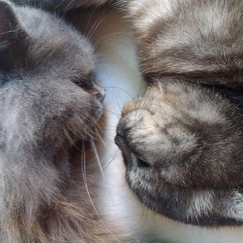 Кото-фото
