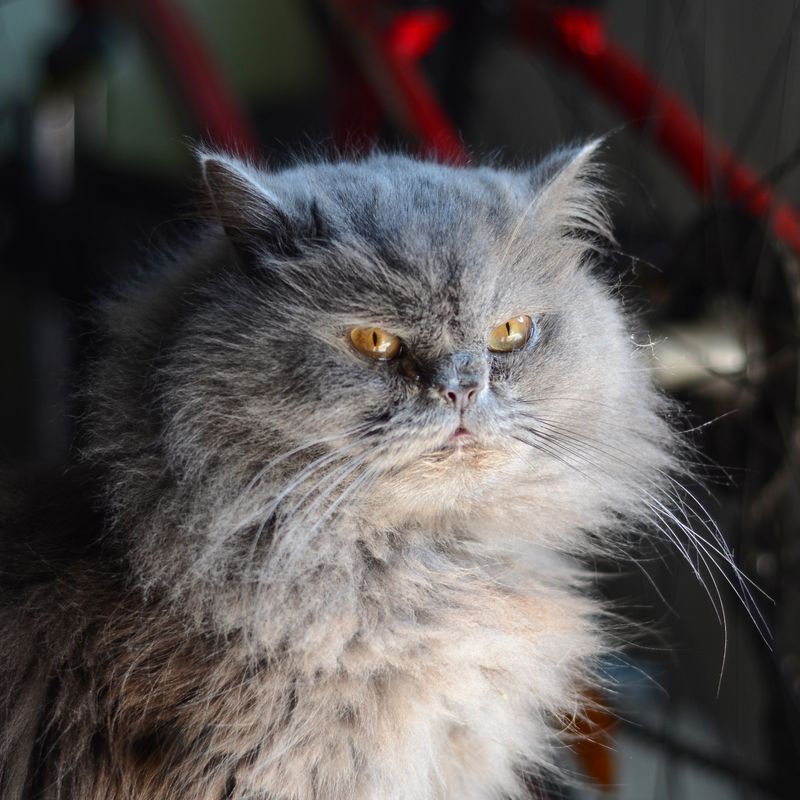 Кото-фото