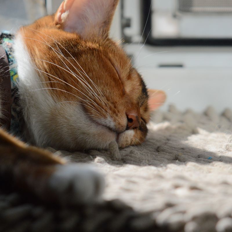 Кото-фото